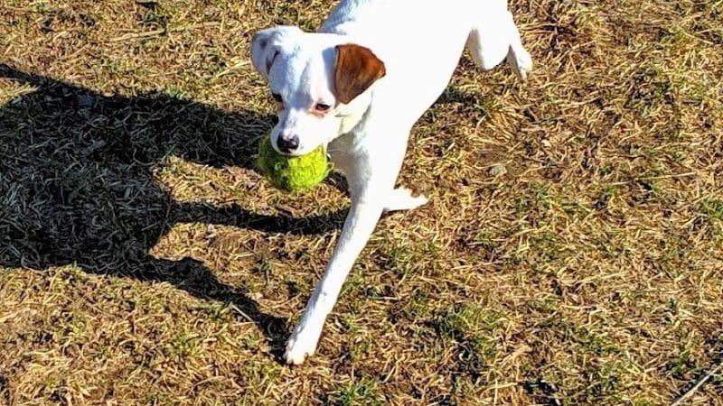 Mary Jane Row Dog Park - Rexford, NY