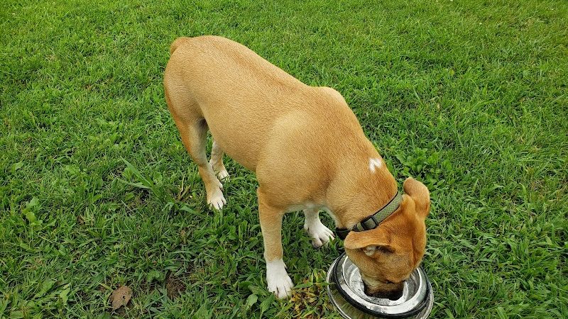 Mary Jane Row Dog Park - Rexford, NY
