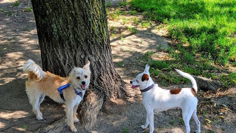 Mary Jane Row Dog Park - Rexford, NY