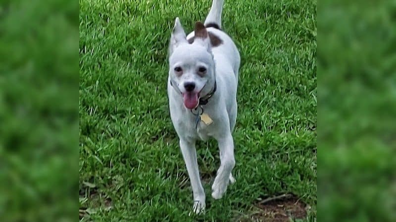 Mary Jane Row Dog Park - Rexford, NY