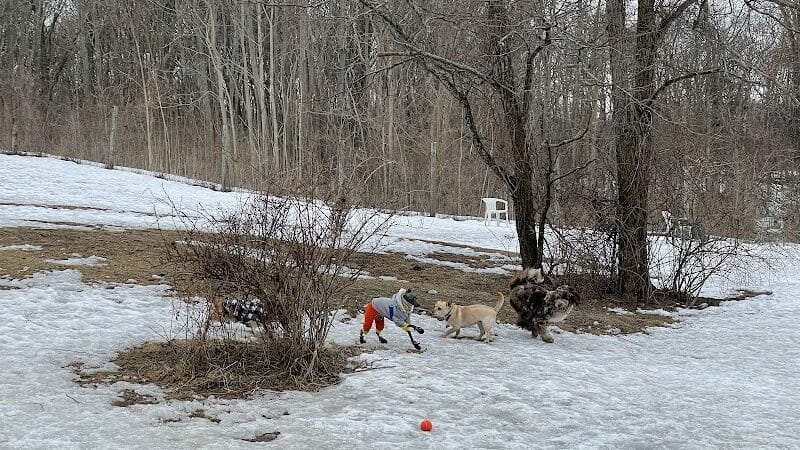 Rhinebeck & Red Hook Dog Park - Rhinebeck, NY