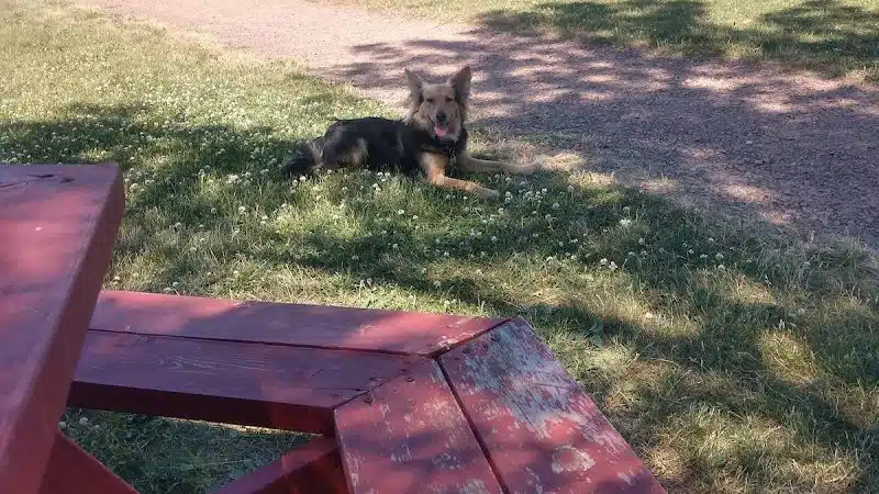 Rice Lake Off Leash Dog Park - Rice Lake, WI