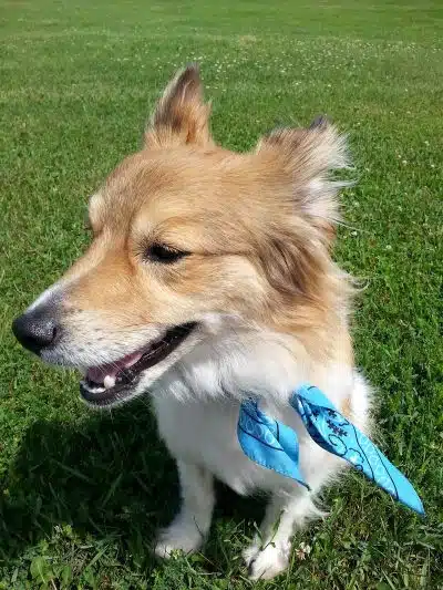 Rice Lake Off Leash Dog Park - Rice Lake, WI