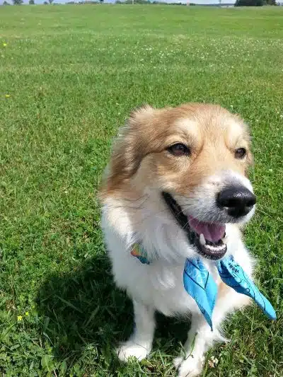Rice Lake Off Leash Dog Park - Rice Lake, WI