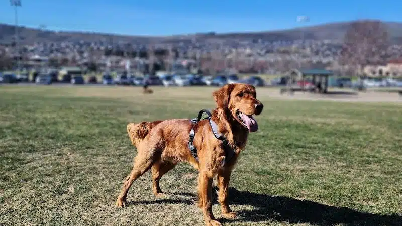 Paws-abilities Place - Richland, WA