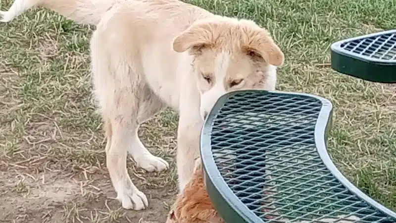 Paws-abilities Place - Richland, WA