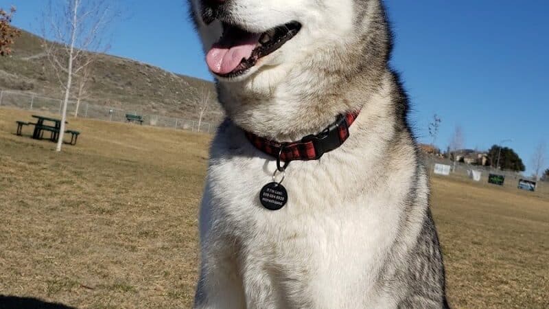 Paws-abilities Place - Richland, WA