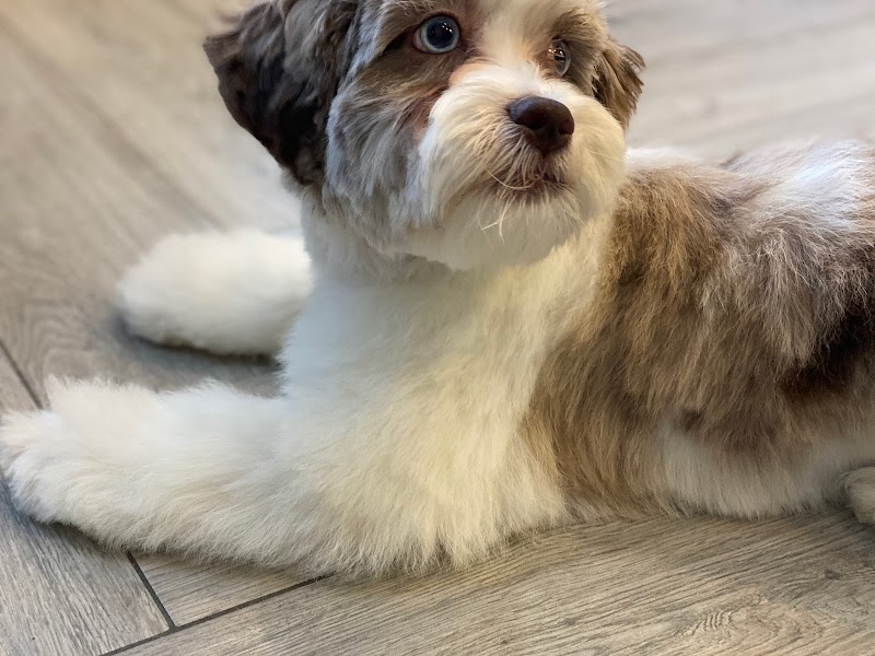 Snip Dogg Doggy Spa - Richmond Hill, NY