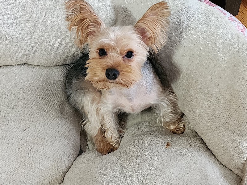 Snip Dogg Doggy Spa - Richmond Hill, NY