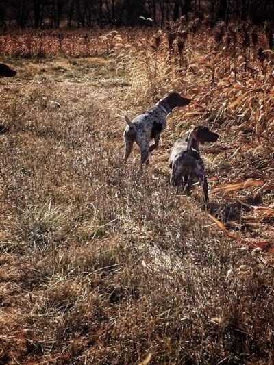Harding Gamebirds - Ridgeway, MO