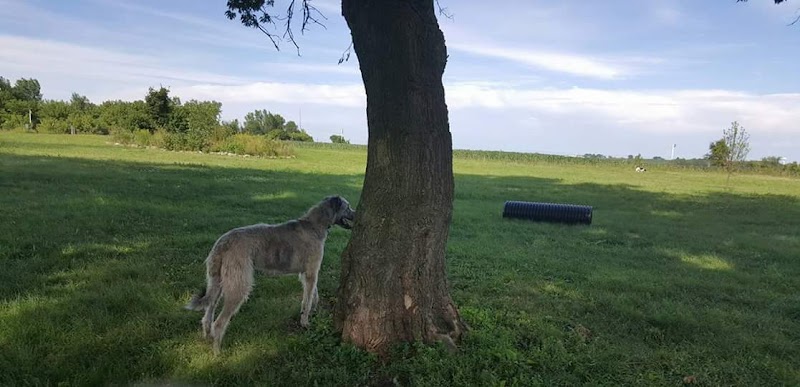 Ripon Dog Park - Ripon, WI