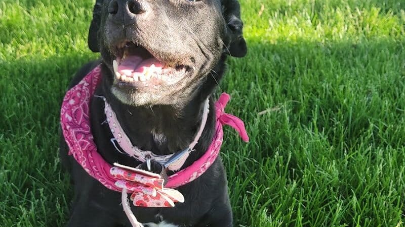 Bark Park - Rochelle, IL