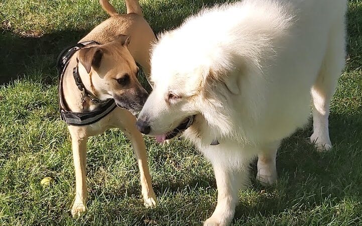 Bark Park - Rochelle, IL