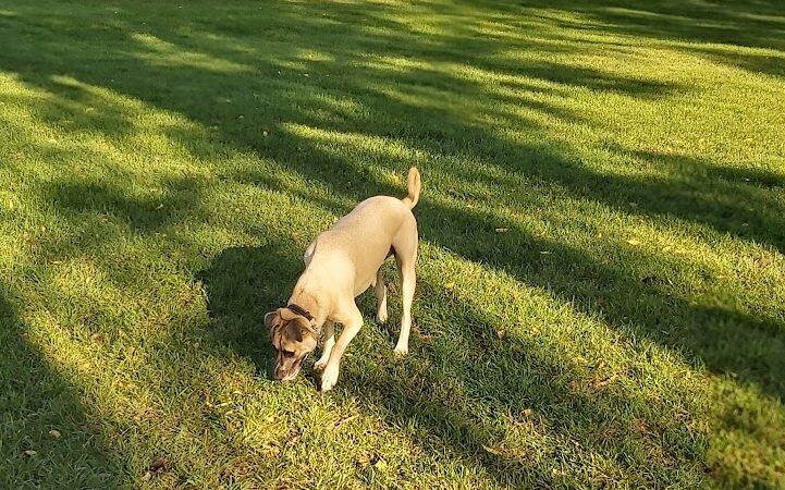 Bark Park - Rochelle, IL