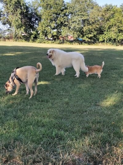 Bark Park - Rochelle, IL