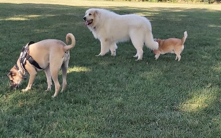 Bark Park - Rochelle, IL
