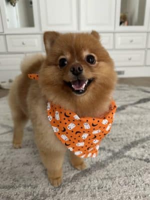 Bark Avenue Dog