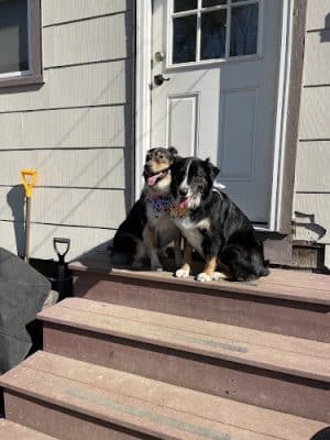Bark Avenue Dog