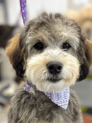 Bark Avenue Dog