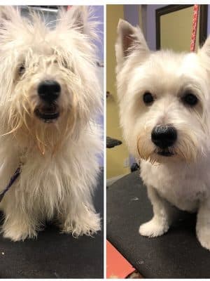 Bark Avenue Dog