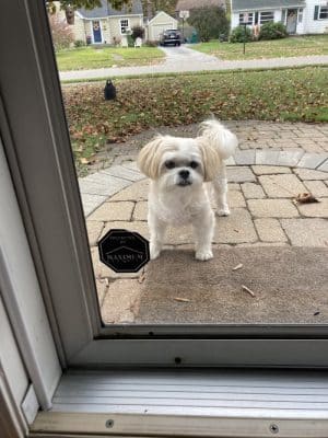 Bark Avenue Dog