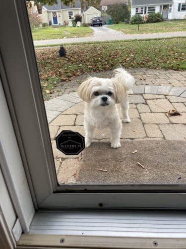 Bark Avenue Dog