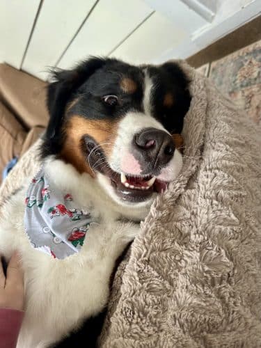 Bark Avenue Dog