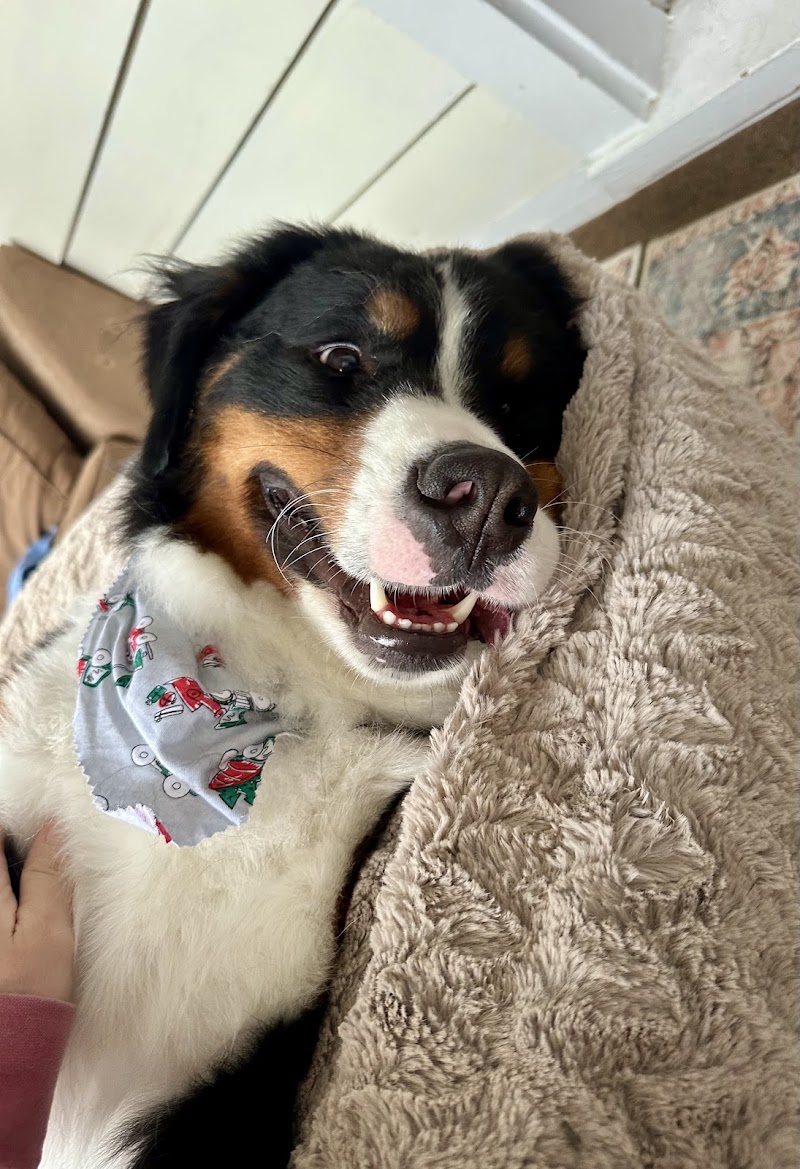 Bark Avenue Dog - Rochester, NY