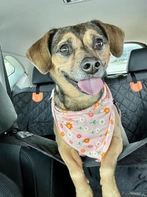 Bark Avenue Dog