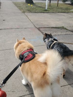 Bark Avenue Dog