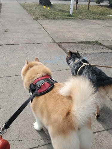Bark Avenue Dog