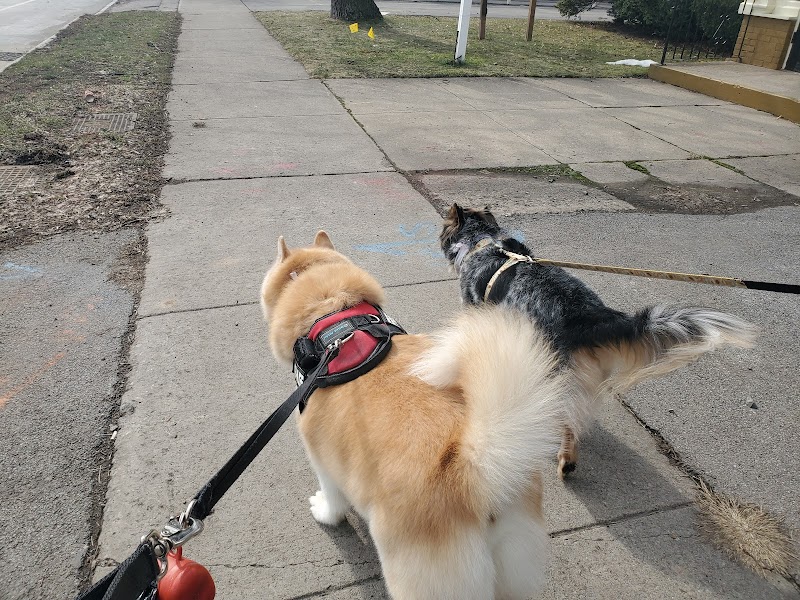 Bark Avenue Dog - Rochester, NY