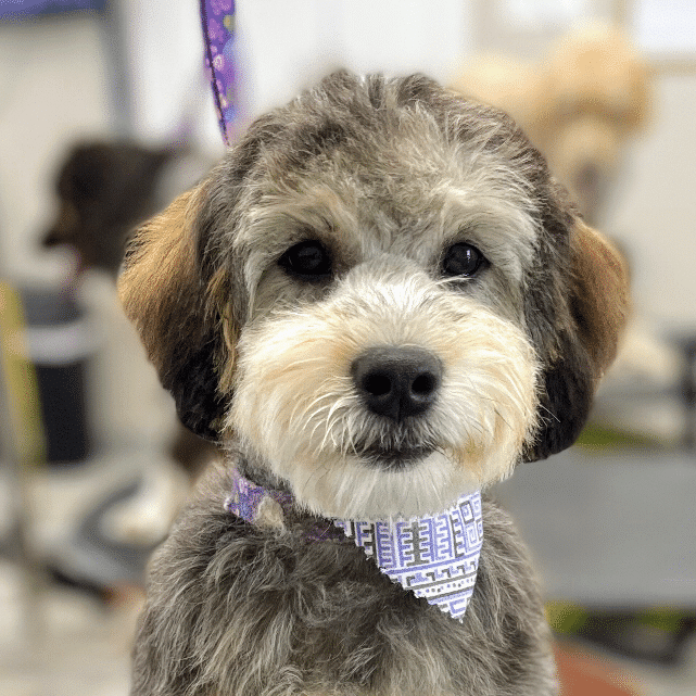 Bark Avenue Dog - Rochester, NY