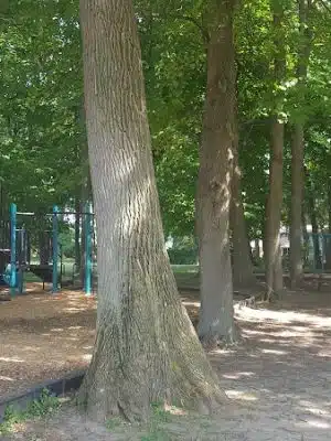 Christopher Fahy Memorial Park - Rochester, NY