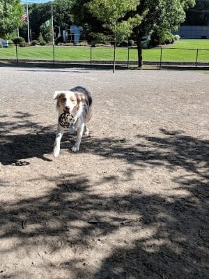 Cobbs Hill Dog Park
