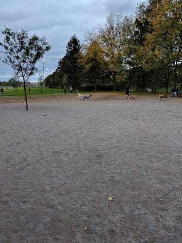 Cobbs Hill Dog Park