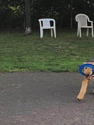 Cobbs Hill Dog Park