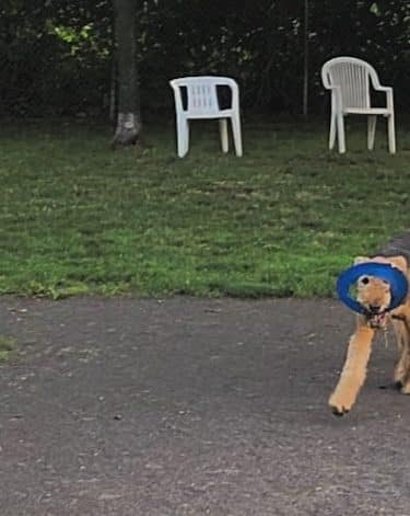 Cobbs Hill Dog Park