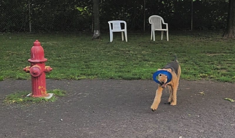 Cobbs Hill Dog Park - Rochester, NY