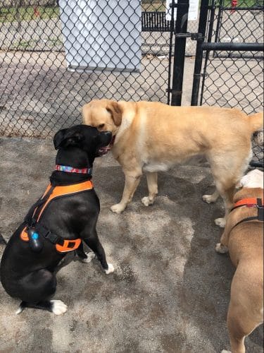 Cobbs Hill Dog Park