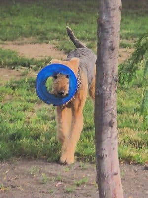 Cobbs Hill Dog Park