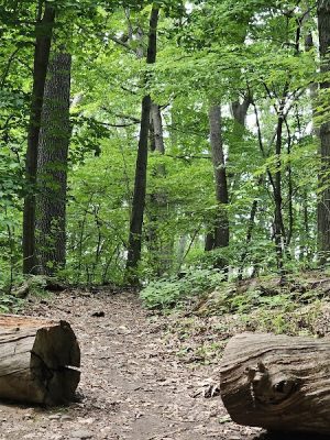 Cobbs Hill Park