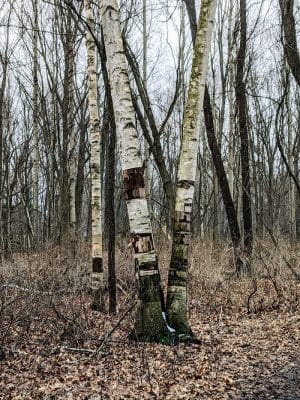 Corbett's Glen Nature Park