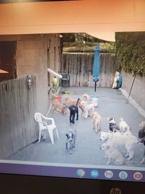 Dogs At Play