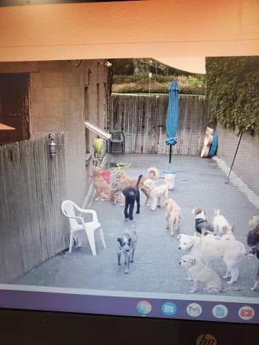 Dogs At Play