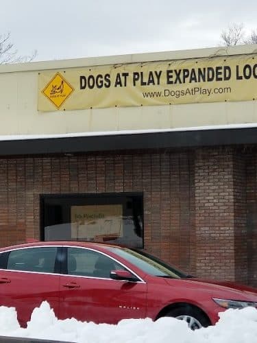 Dogs At Play