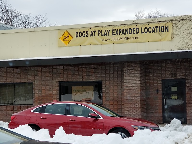 Dogs At Play - Rochester, NY