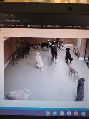Dogs At Play