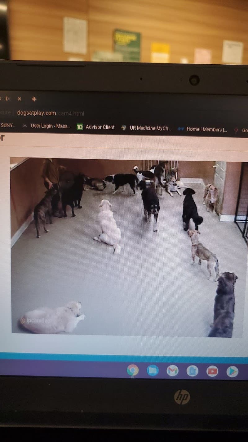 Dogs At Play - Rochester, NY
