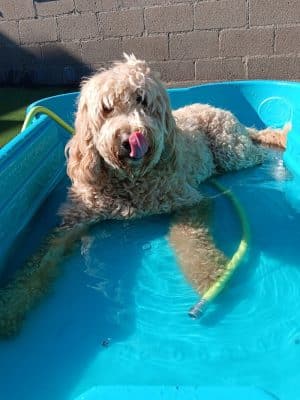 Dogs At Play